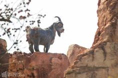 a goat standing on top of a rock formation