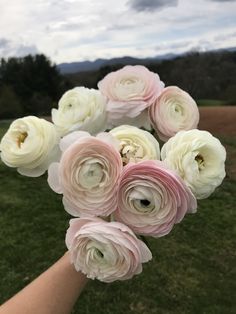 a person's hand holding a bouquet of pink and white flowers