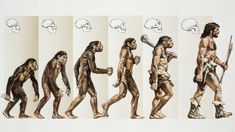 the evolution of humans is depicted in this drawing