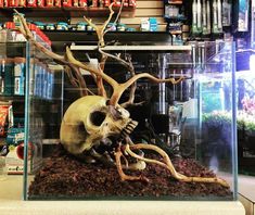 a fake human skull in a glass case with plants and other items on the shelves