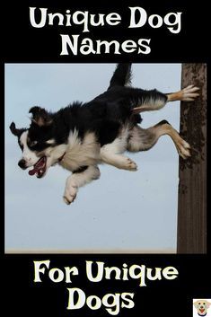 a black and white dog jumping up into the air