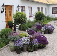 several potted plants in front of a white house