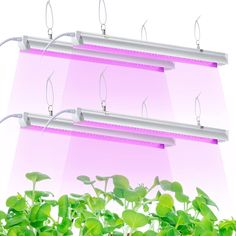 three grow lights are hanging over some plants