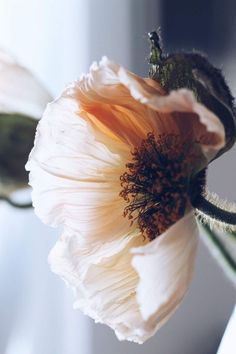 a white flower with black stamen on it