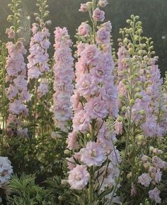 pink and white flowers growing in a garden