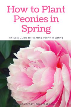 a pink flower with the title how to plant peonies in spring an easy guide to planting peony in spring