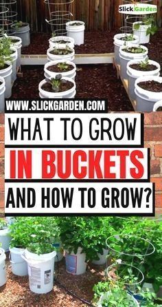 what to grow in buckets and how to grow them