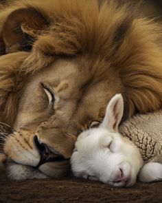 a lion laying on top of a white bunny sleeping next to it's head