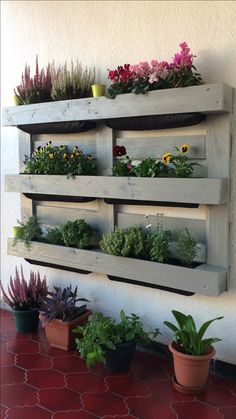 several potted plants are arranged on the wall