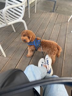 a small brown dog standing on top of a wooden floor next to a white chair