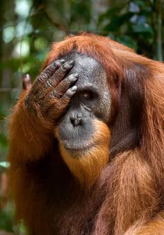 an adult oranguel is covering its face with his hands while standing in front of some trees