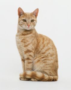 an orange tabby cat sitting and looking at the camera