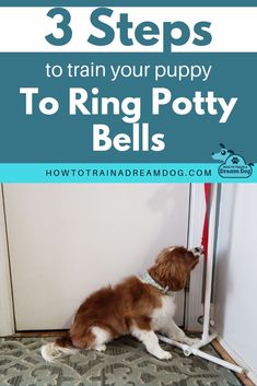 a brown and white dog sitting in front of a door with the words 3 steps to train your puppy to ring potty bells