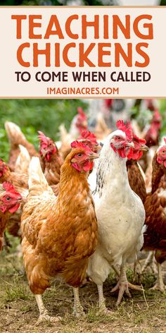 chickens standing in the grass with text overlay reading teaching chickens to come when called