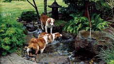 two brown and white dogs standing on top of a small stream in a park next to trees