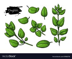 simple oregano drawing