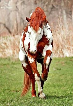 a brown and white horse standing on top of a lush green field