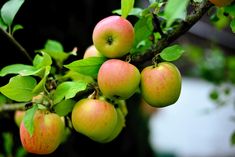 some apples are hanging from a tree branch