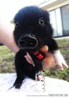 a small black pig is being held by someone's arm and wearing a red collar