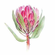 Painting Illustration Art, Protea Art, Fungi Art, Creative Arts Therapy, Protea Flower, Watercolor Pictures, Botanical Watercolor, Painted Leaves, Botanical Drawings