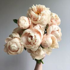 a hand holding a bouquet of pink peonies on a gray background with room for text