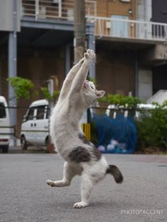 a cat standing on its hind legs in the street