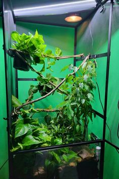 a green room filled with lots of plants