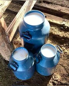 three blue jugs sitting on the ground next to each other with milk in them