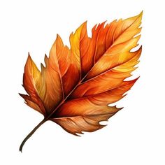 an orange and yellow leaf on a white background