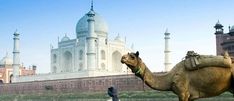 a camel standing in front of a building with a man on the other side looking at it