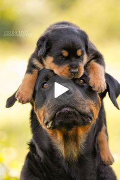 a dog that is sitting on top of another dog