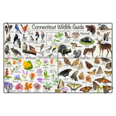 a poster with different types of wild animals and their names on it's sides