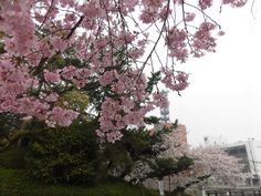 pink flowers are blooming on trees in the park