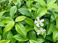 some white flowers are blooming on green leaves