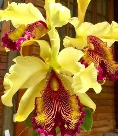 yellow and red flowers are in a vase