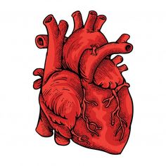 a drawing of the human heart