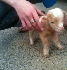 a baby goat is being held by someone's hand while sitting on the ground