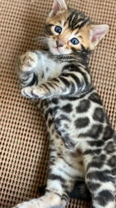 a small kitten sitting on top of a couch with it's paw in the air