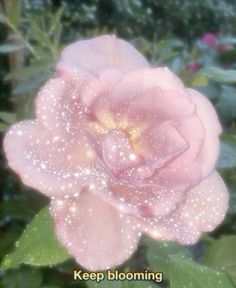 a pink rose with water droplets on it