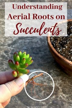 a hand holding a small plant with the words, understanding aerial roots on succulents