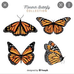 four monarch butterflies in different positions on a white background with the title monarch butterfly collection