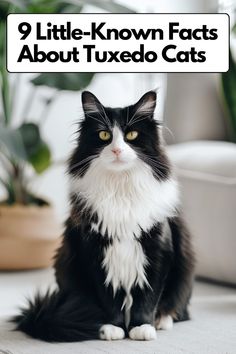 a black and white cat sitting on top of a floor next to a potted plant