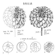 dahlia flowers are shown in black and white, with instructions to draw them on it