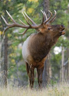 an elk with large antlers standing in tall grass and trees behind it, looking up at the sky