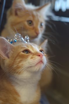 two orange cats with tiaras on their heads