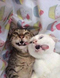 two cats with their mouths open and one cat has its mouth open to the other