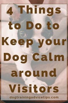 a black and white dog with the words 4 things to do to keep your dog calm around visitors