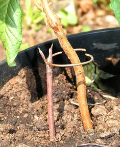 a close up of a plant in a pot with dirt on the ground next to it