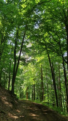 a dirt road in the middle of a forest