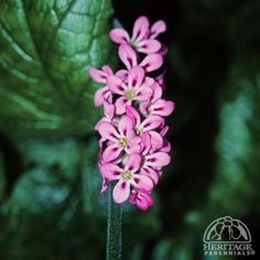 some pink flowers and green leaves in the dark